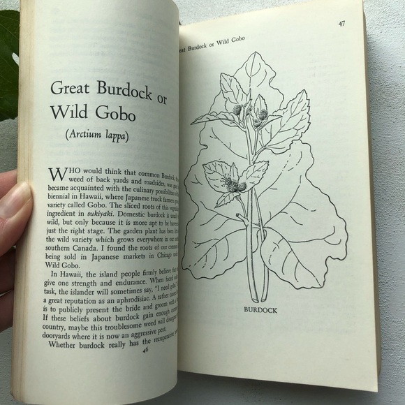 Stalking The Wild Asparagus: Field Guide Edition, by Euell Gibbons, 1970 reprint - Picture 9 of 17